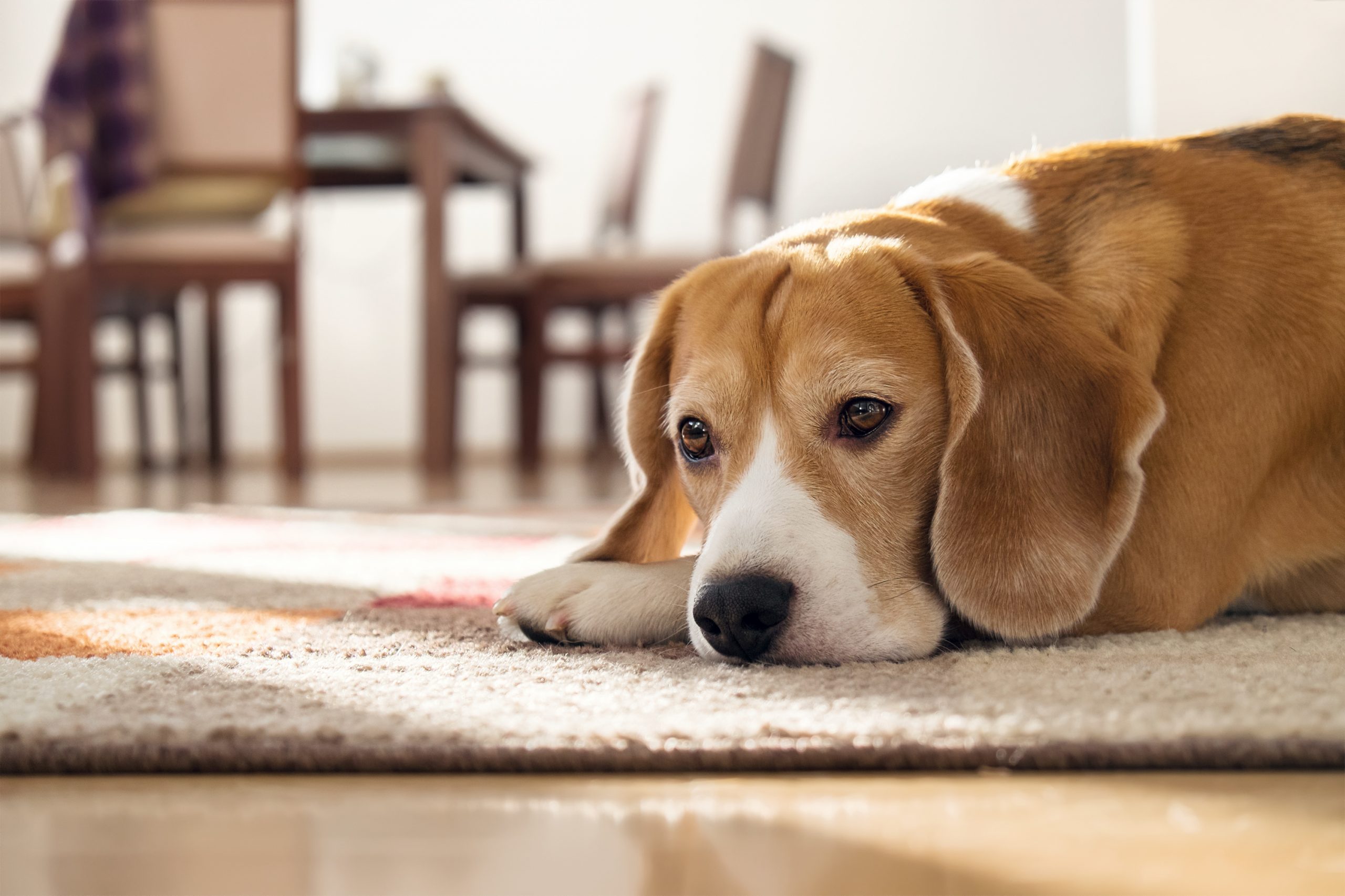 Signs your pet is unhappy or stressed
